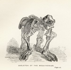 Skeleton of the Megatherium, from 